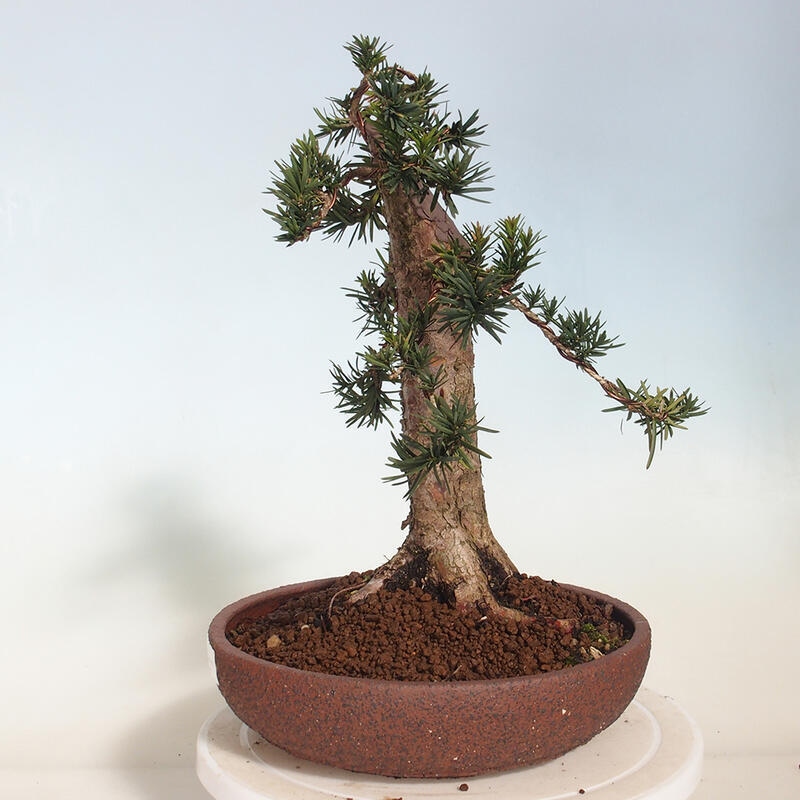 Bonsai na zewnątrz - Taxus cuspidata - cis japoński