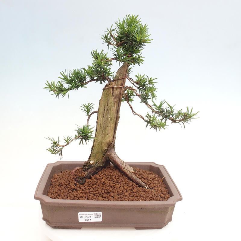 Bonsai na zewnątrz - Taxus cuspidata - cis japoński