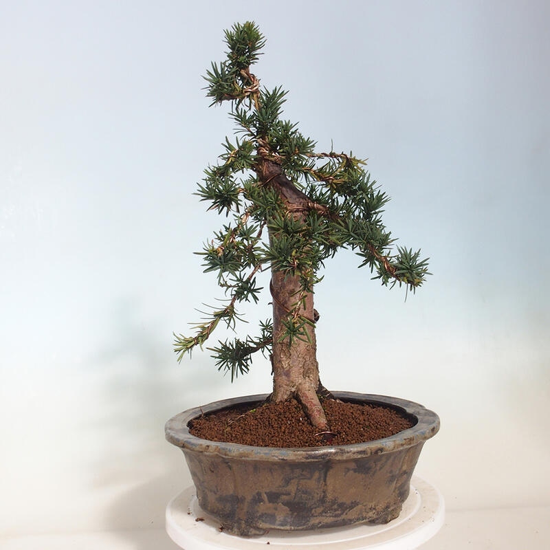 Bonsai na zewnątrz - Taxus cuspidata - cis japoński