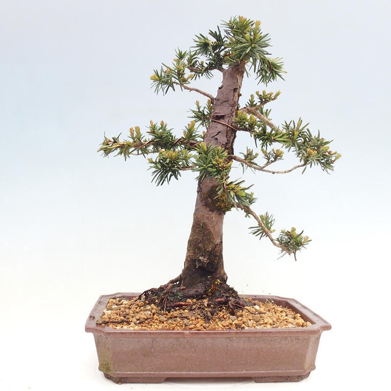 Bonsai na zewnątrz - Taxus cuspidata - cis japoński