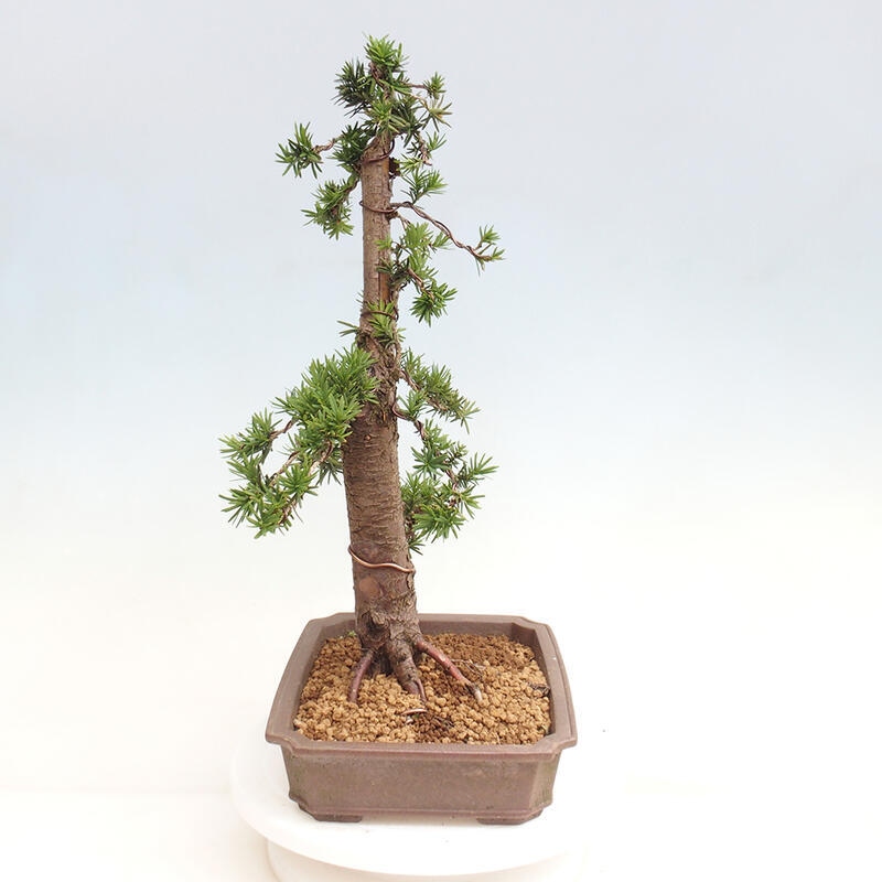 Bonsai na zewnątrz - Taxus cuspidata - cis japoński