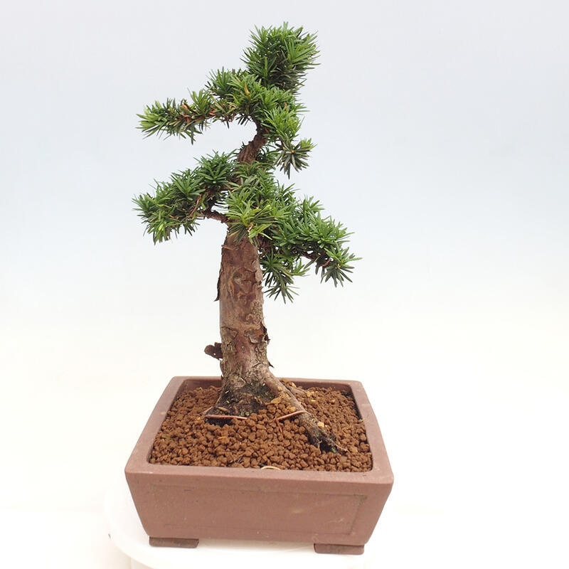 Bonsai na zewnątrz - Taxus cuspidata - cis japoński