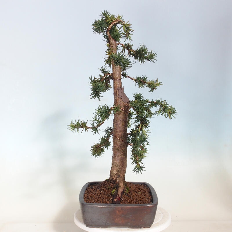 Bonsai na zewnątrz - Taxus cuspidata - cis japoński