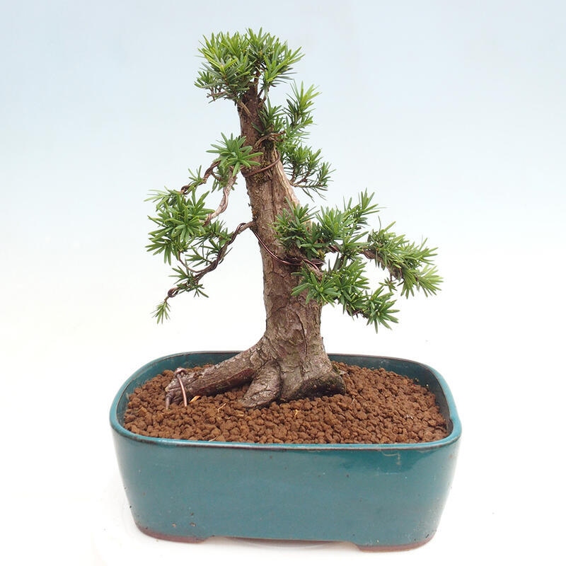 Bonsai na zewnątrz - Taxus cuspidata - cis japoński