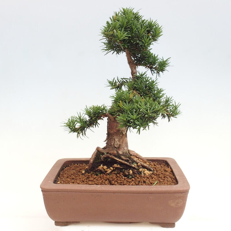 Bonsai na zewnątrz - Taxus cuspidata - cis japoński