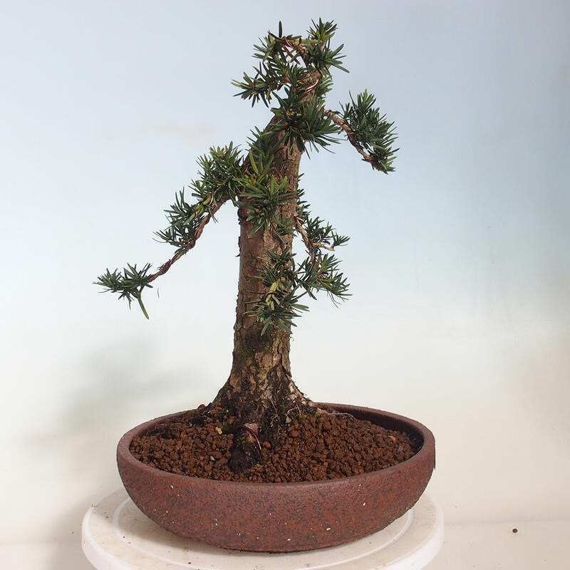 Bonsai na zewnątrz - Taxus cuspidata - cis japoński