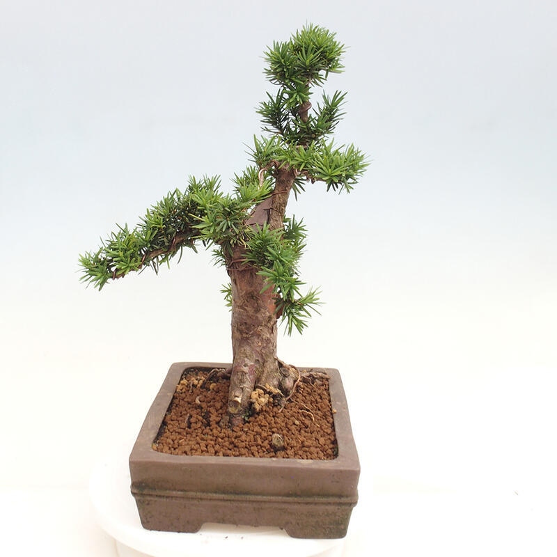 Bonsai na zewnątrz - Taxus cuspidata - cis japoński