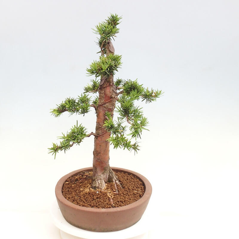 Bonsai na zewnątrz - Taxus cuspidata - cis japoński