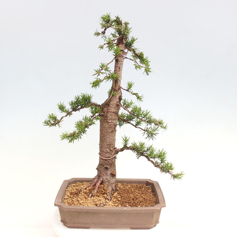 Bonsai na zewnątrz - Taxus cuspidata - cis japoński