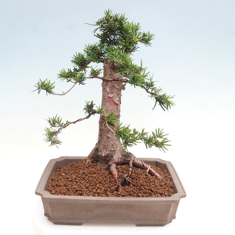 Bonsai na zewnątrz - Taxus cuspidata - cis japoński