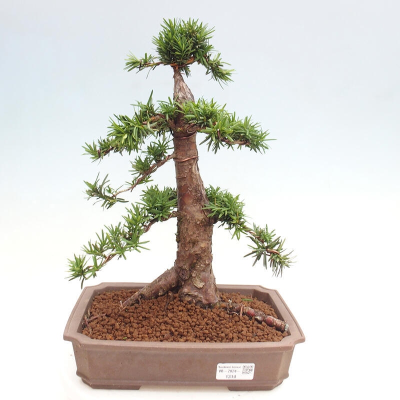 Bonsai na zewnątrz - Taxus cuspidata - cis japoński