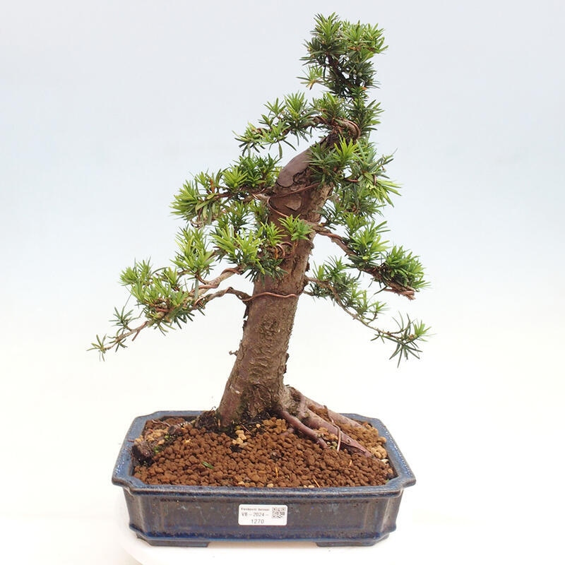 Bonsai na zewnątrz - Taxus cuspidata - cis japoński