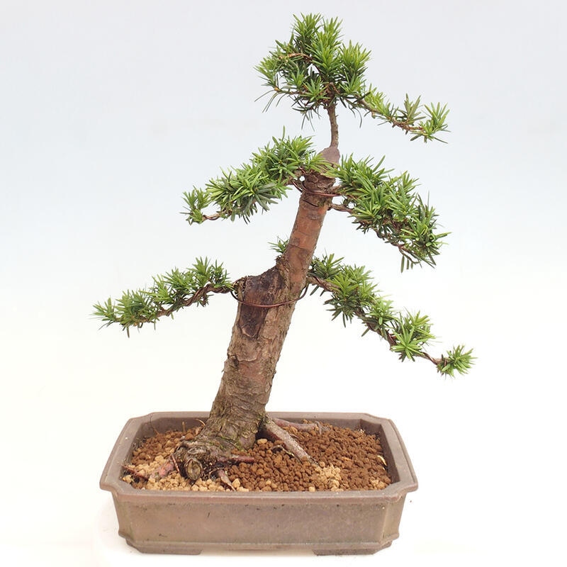 Bonsai na zewnątrz - Taxus cuspidata - cis japoński