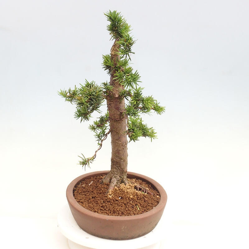 Bonsai na zewnątrz - Taxus cuspidata - cis japoński