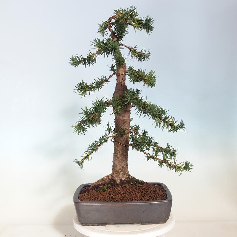 Bonsai na zewnątrz - Taxus cuspidata - cis japoński