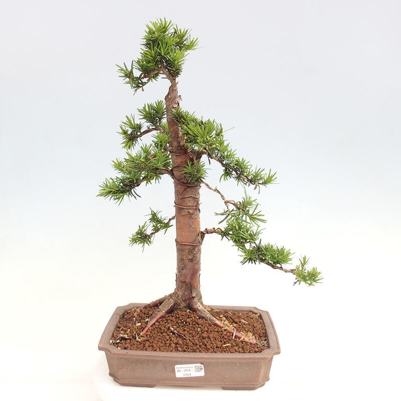 Bonsai na zewnątrz - Taxus cuspidata - cis japoński