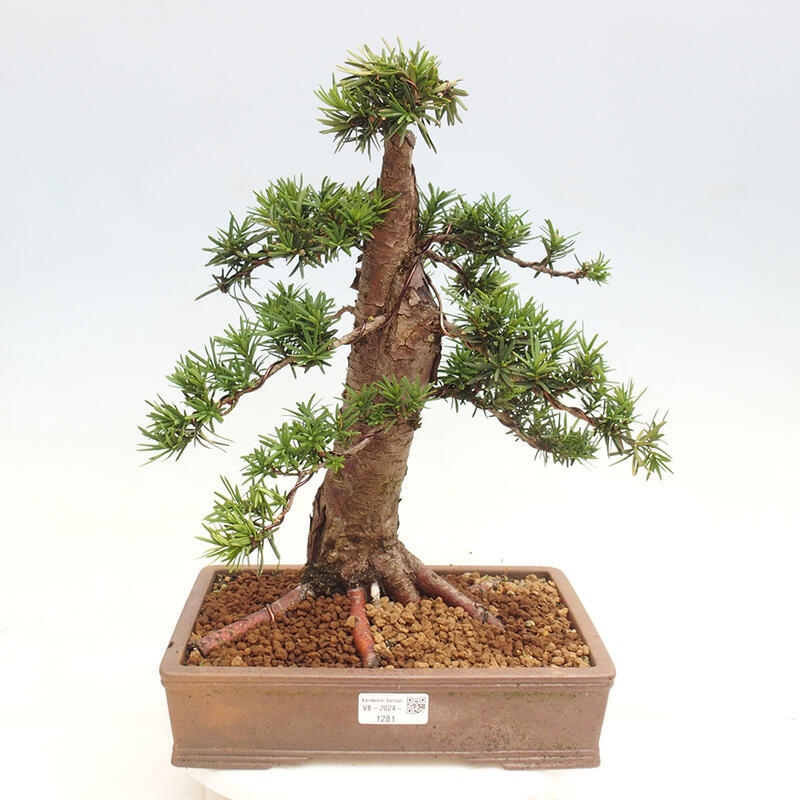 Bonsai na zewnątrz - Taxus cuspidata - cis japoński