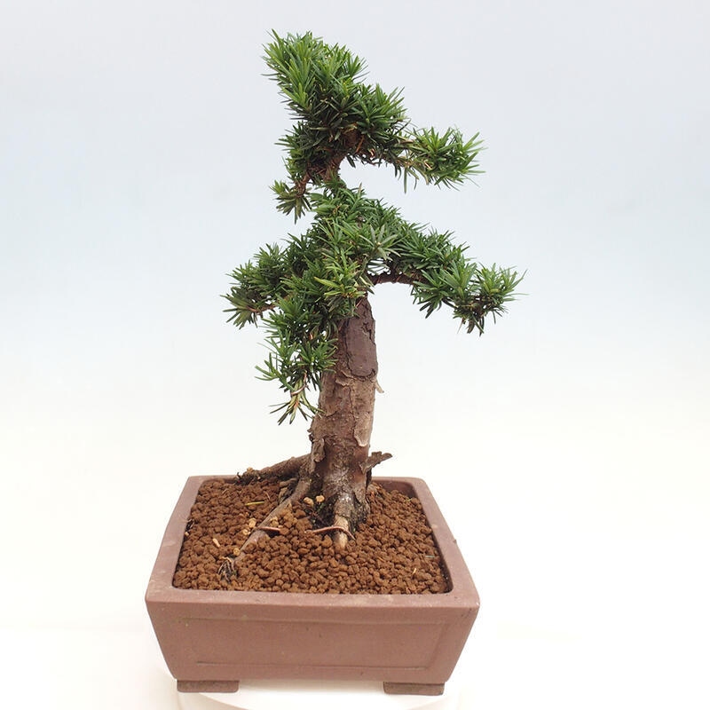 Bonsai na zewnątrz - Taxus cuspidata - cis japoński