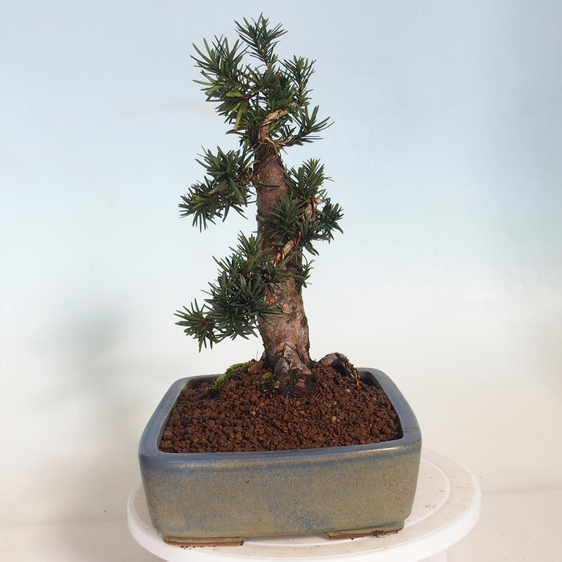 Bonsai na zewnątrz - Taxus cuspidata - cis japoński