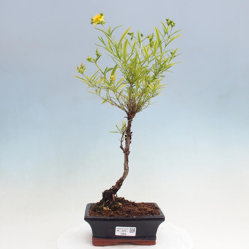 Bonsai zewnętrzne - Dziurawiec - Hypericum