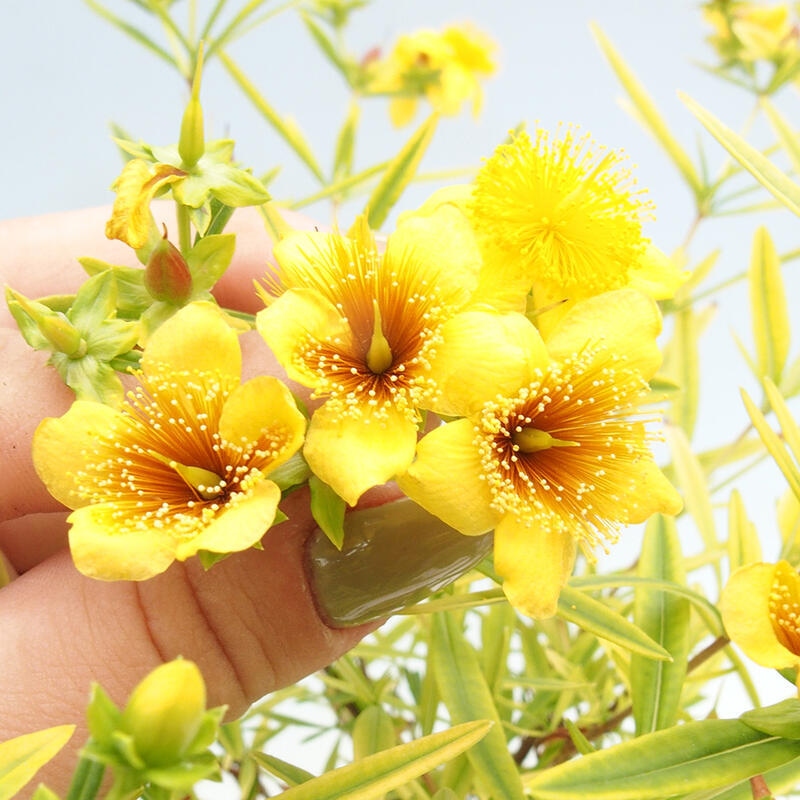 Bonsai zewnętrzne - Dziurawiec - Hypericum