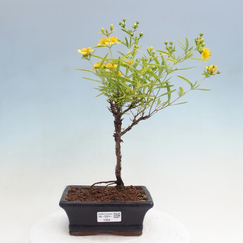 Bonsai zewnętrzne - Dziurawiec - Hypericum