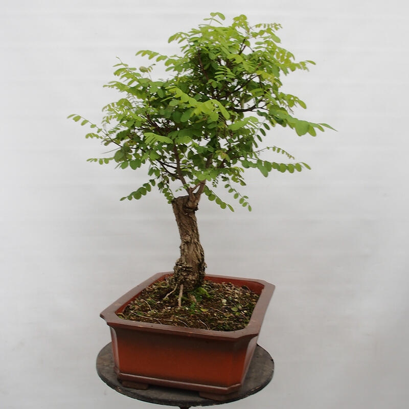 Outdoor bonsai - Acacia - Robinia pseudoacacia