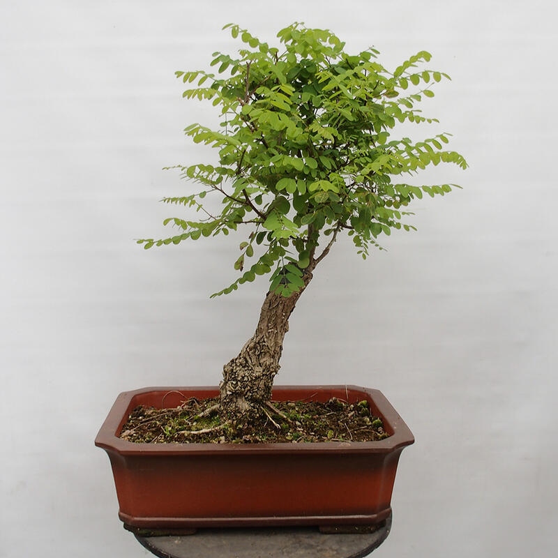 Outdoor bonsai - Acacia - Robinia pseudoacacia