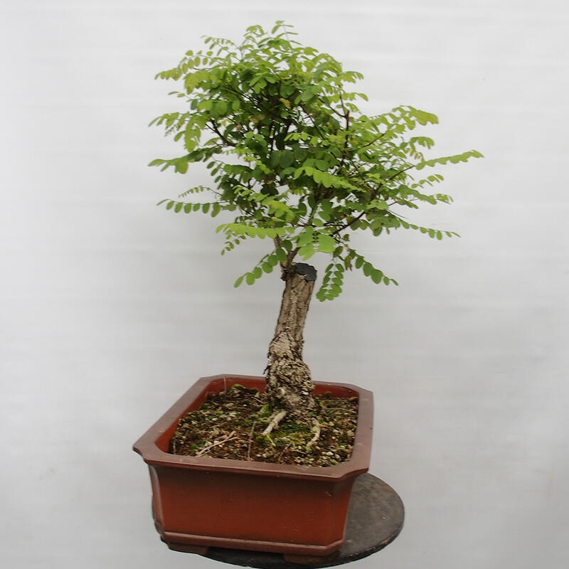 Outdoor bonsai - Acacia - Robinia pseudoacacia