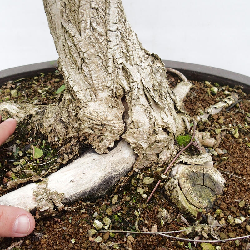 Outdoor bonsai - Acacia - Robinia pseudoacacia