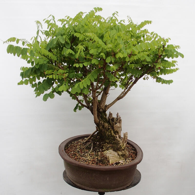 Outdoor bonsai - Acacia - Robinia pseudoacacia