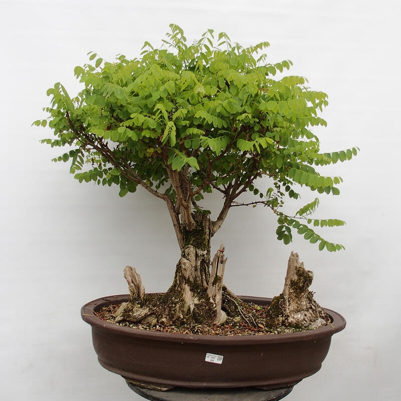 Outdoor bonsai - Acacia - Robinia pseudoacacia