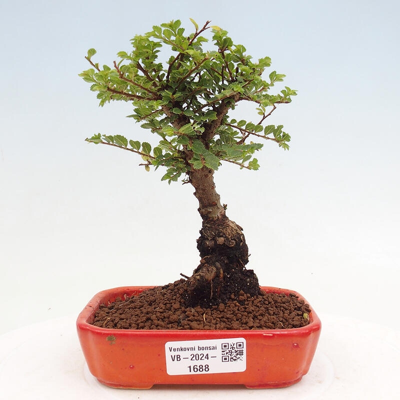 Bonsai zewnętrzne - Ulmus parvifolia Sagei - Wiąz drobnolistny