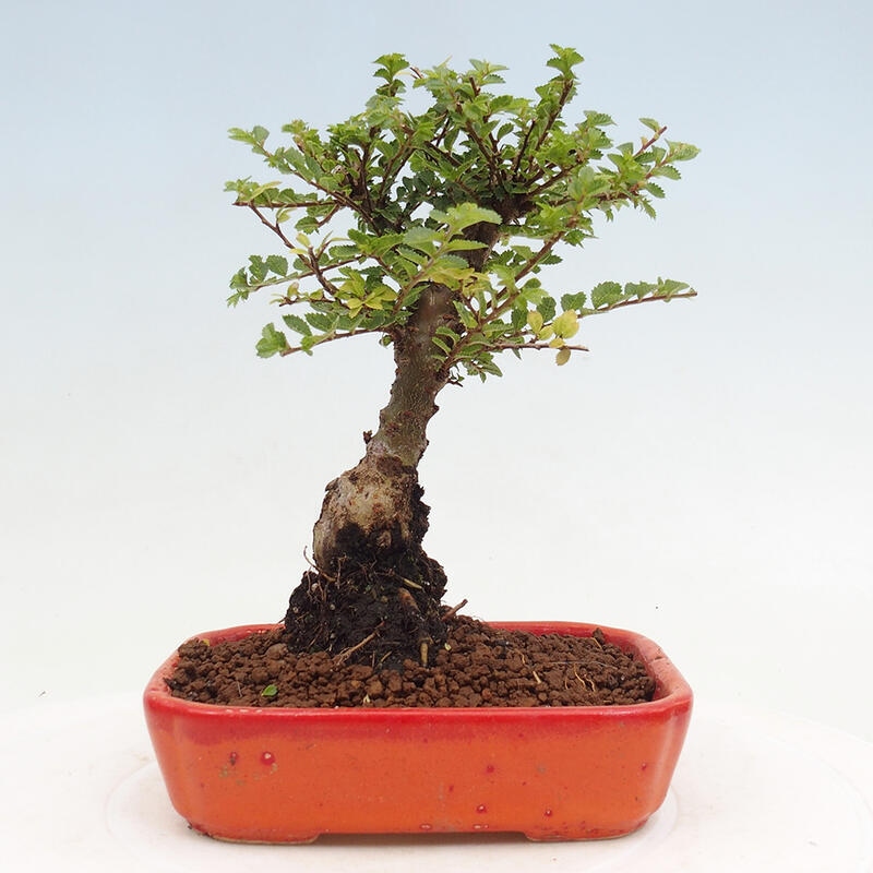 Bonsai zewnętrzne - Ulmus parvifolia Sagei - Wiąz drobnolistny