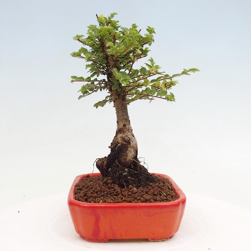 Bonsai zewnętrzne - Ulmus parvifolia Sagei - Wiąz drobnolistny