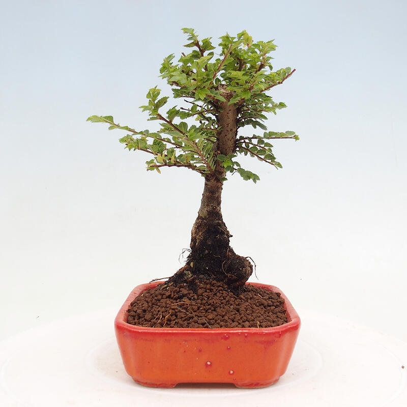 Bonsai zewnętrzne - Ulmus parvifolia Sagei - Wiąz drobnolistny