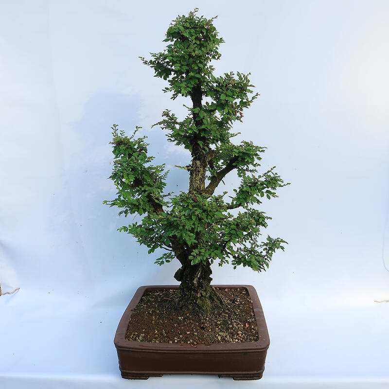 Bonsai zewnętrzne - Zelkova - Zelkova NIRE