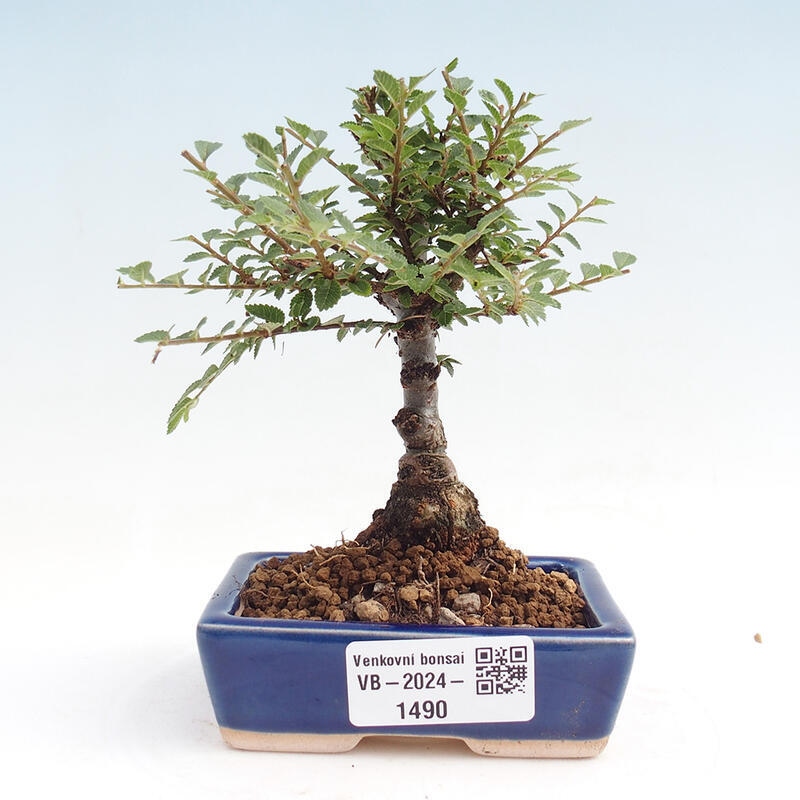 Bonsai na świeżym powietrzu - Zelkova - Zelkova NIRE