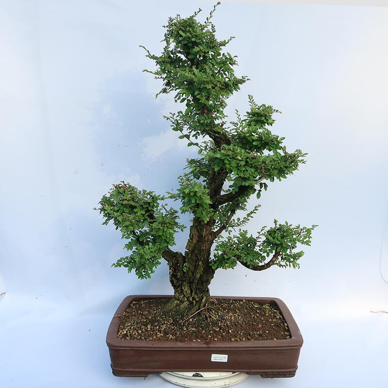 Bonsai zewnętrzne - Zelkova - Zelkova NIRE