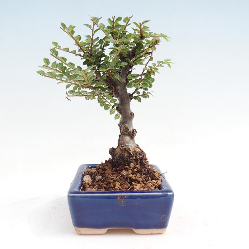 Bonsai na świeżym powietrzu - Zelkova - Zelkova NIRE