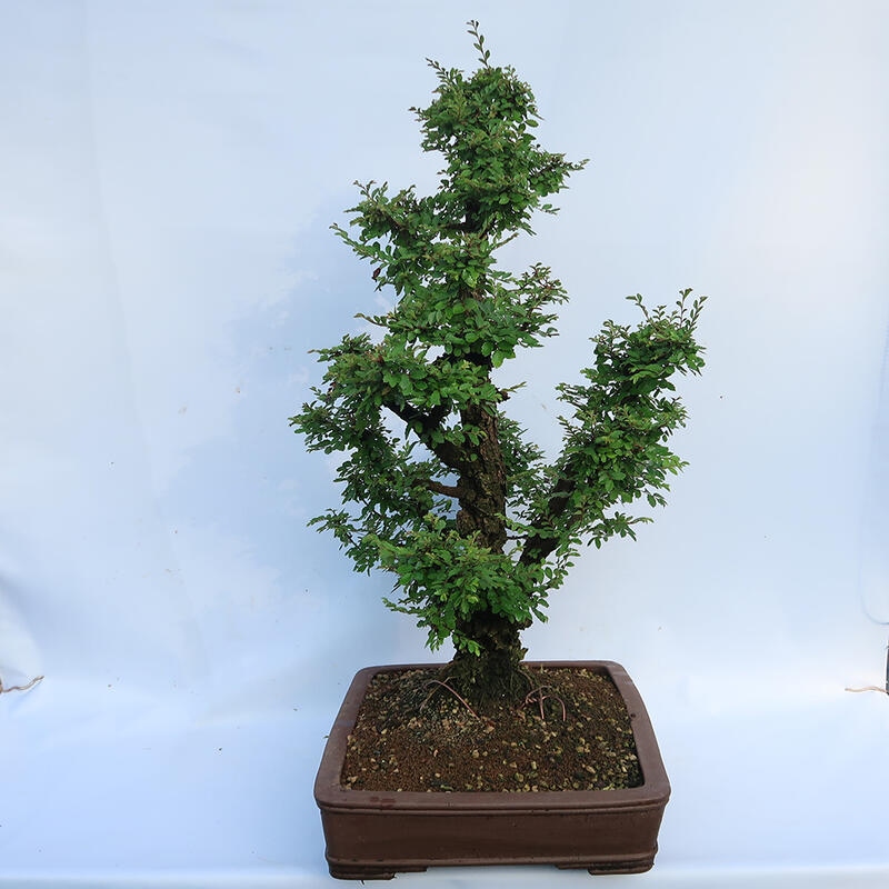 Bonsai zewnętrzne - Zelkova - Zelkova NIRE