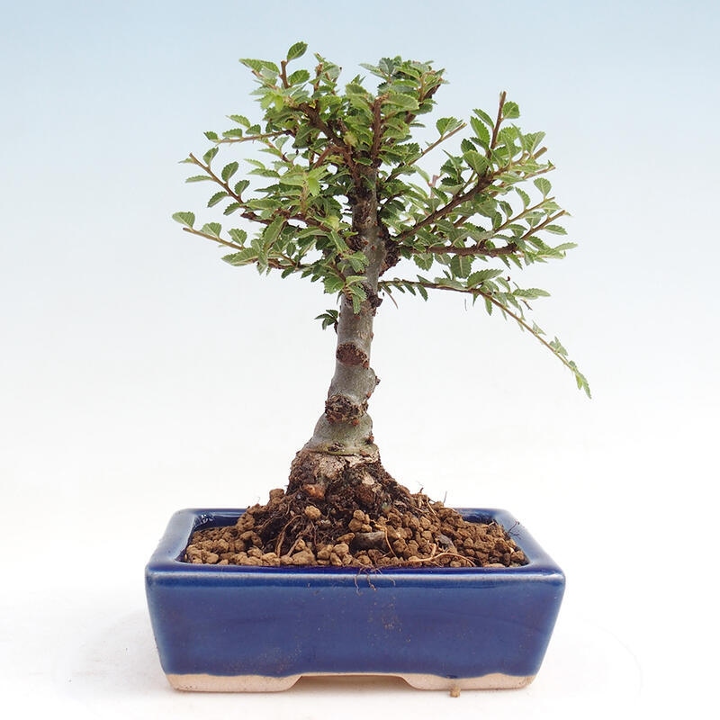 Bonsai na świeżym powietrzu - Zelkova - Zelkova NIRE