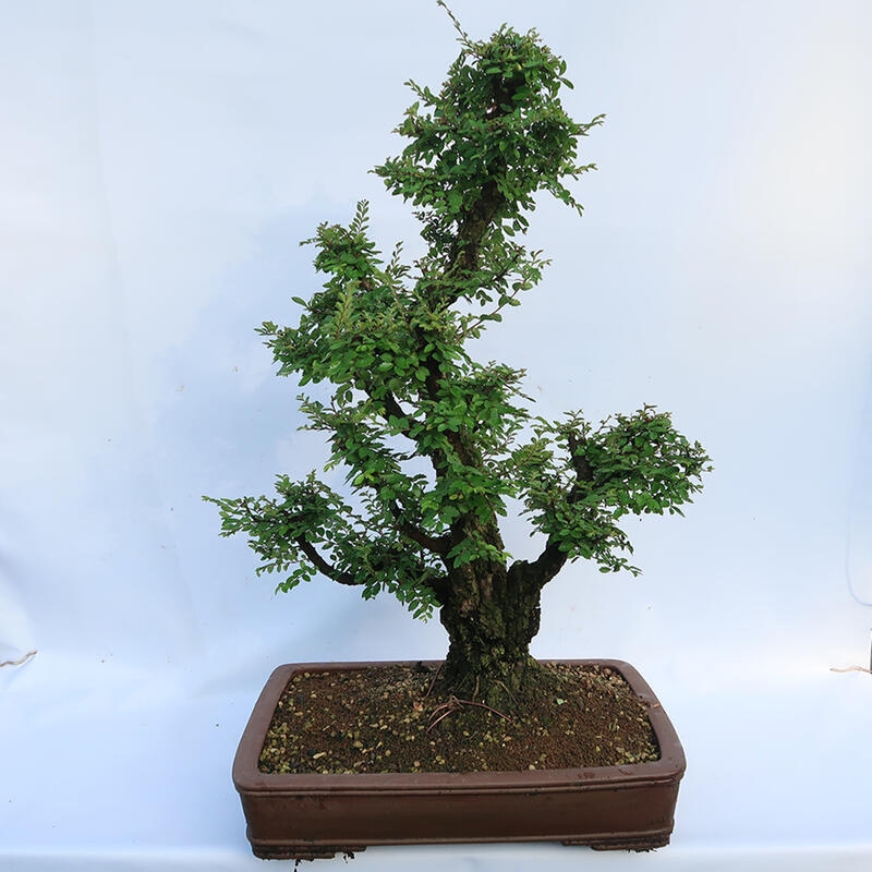 Bonsai zewnętrzne - Zelkova - Zelkova NIRE