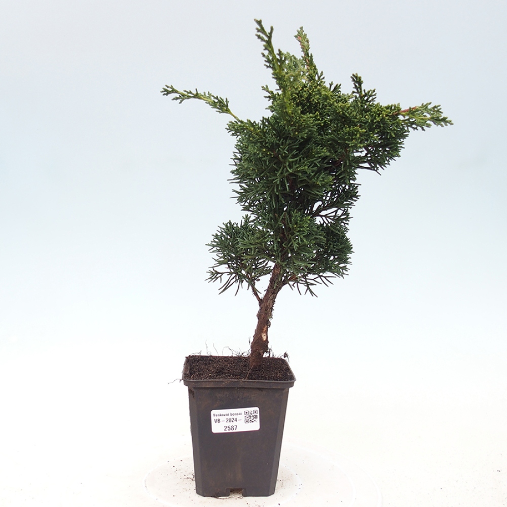 Outdoor bonsai - Juniperus chinensis Kishu - chiński jałowiec