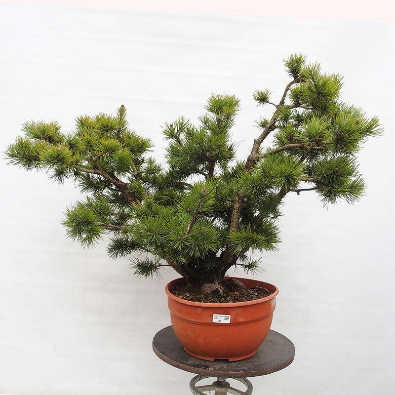 Yamadori - Pinus sylvestris Hiszpania