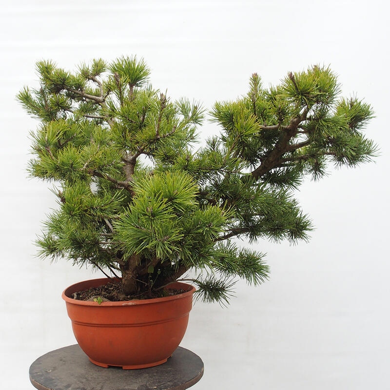 Yamadori - Pinus sylvestris Hiszpania