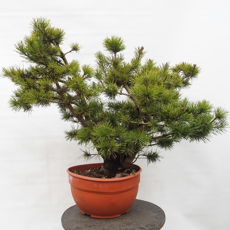 Yamadori - Pinus sylvestris Hiszpania