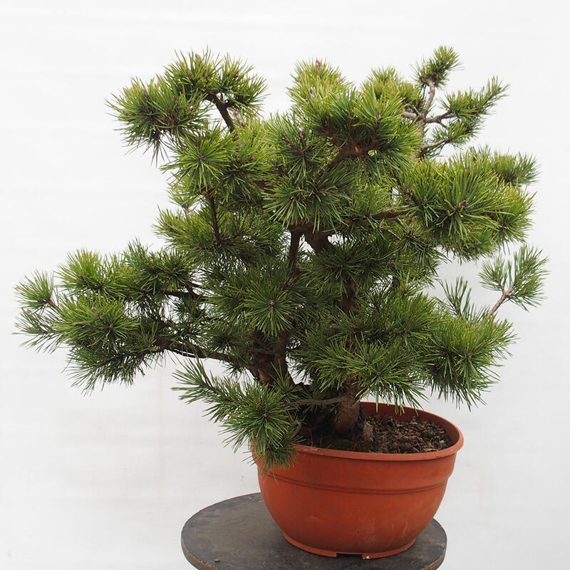 Yamadori - Pinus sylvestris Hiszpania