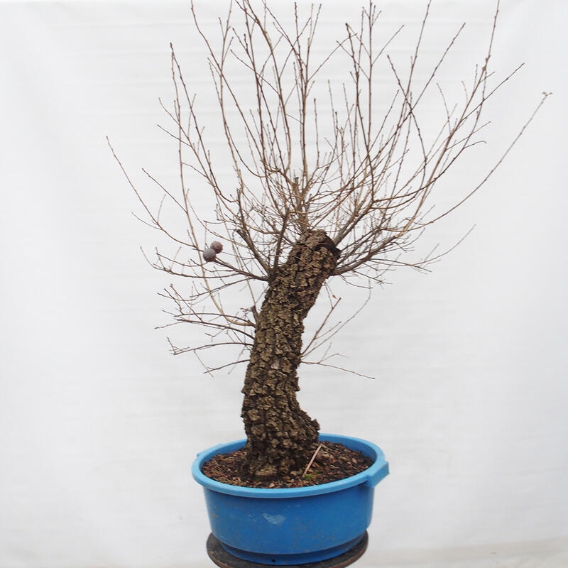 Yamadori - Quercus Ilex - Dąb ostrokrzewowy