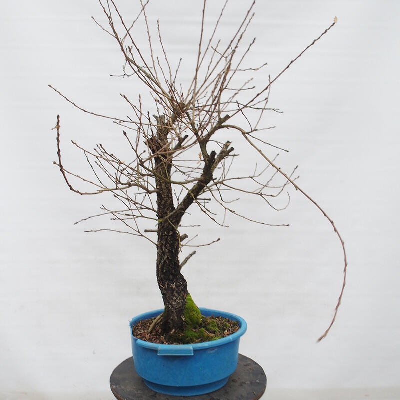 Yamadori - Quercus Ilex - Dąb ostrokrzewowy